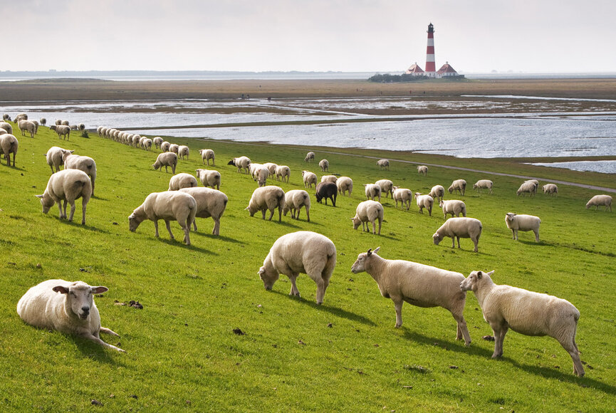Schafherde am Deich vor dem Westerhever Leuchtturm