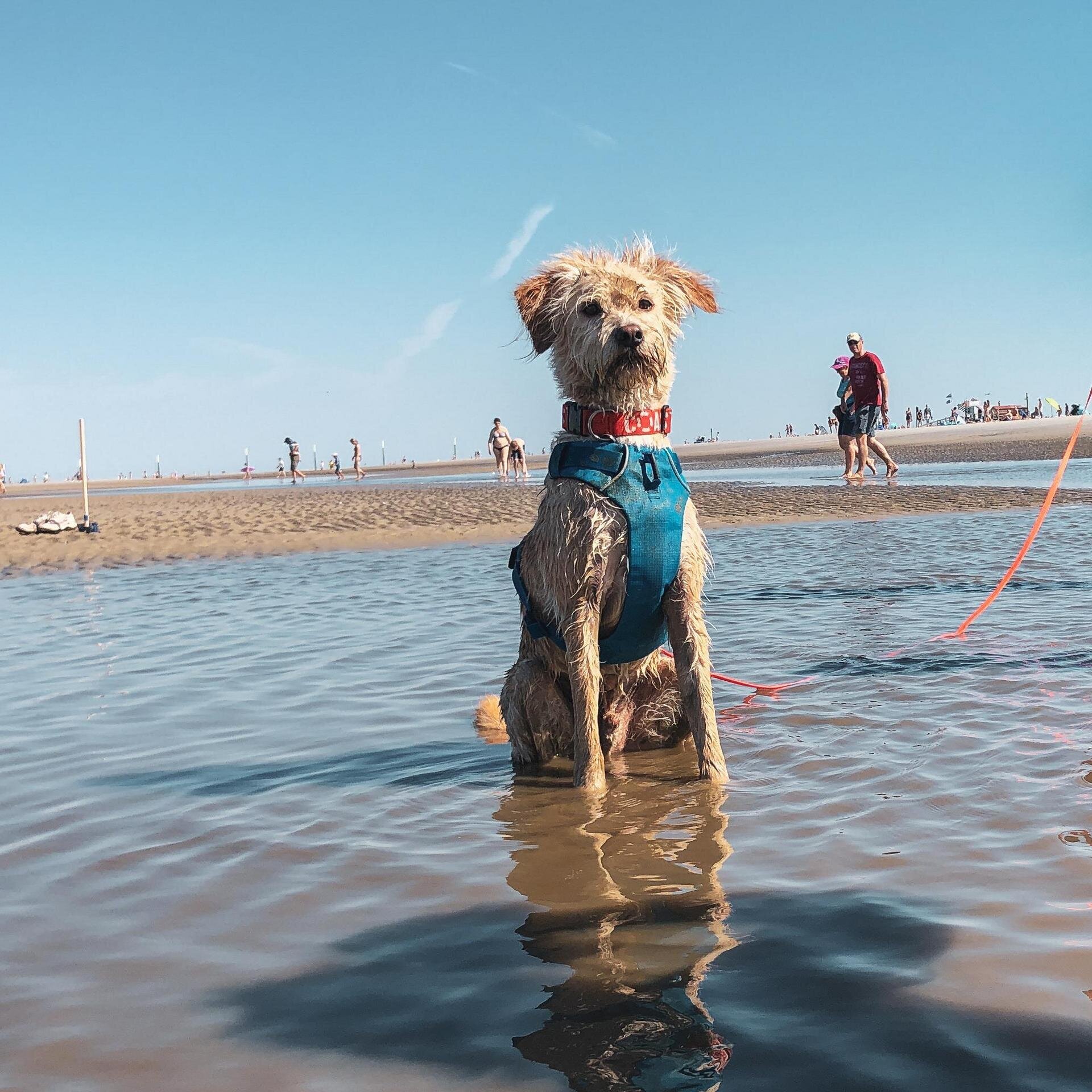 Hund am Strand sitzend im Wasser