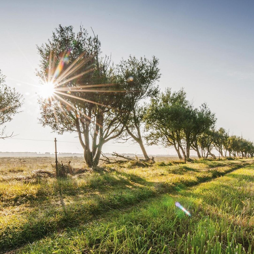 Allee im Katinger Wattt