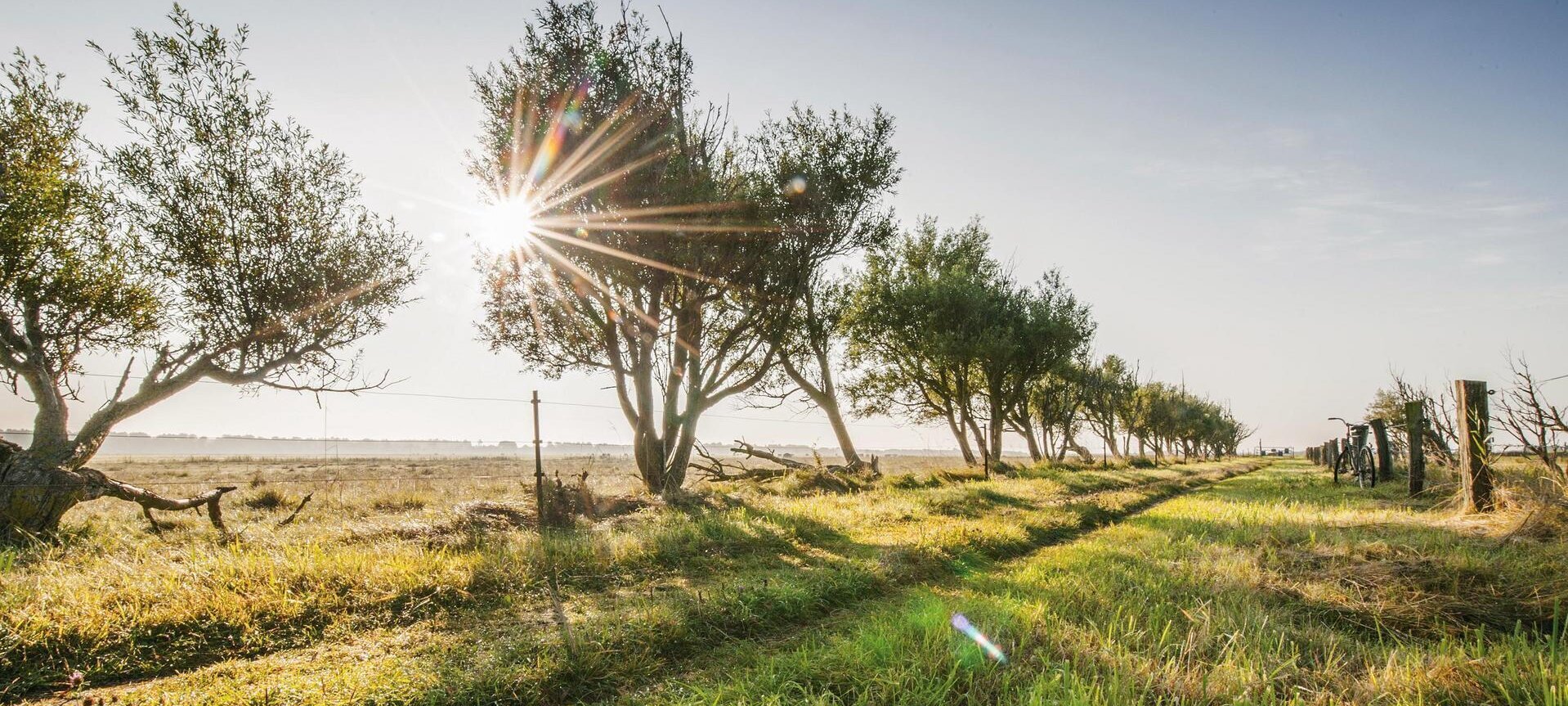 Allee im Katinger Watt