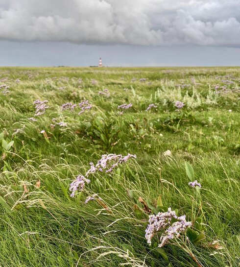 Blühende Salzwiese und Leuchtturm im Hintergrund