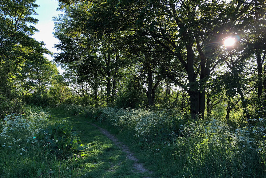 Spazierweg im Naturerlebnisraum Katinger Watt