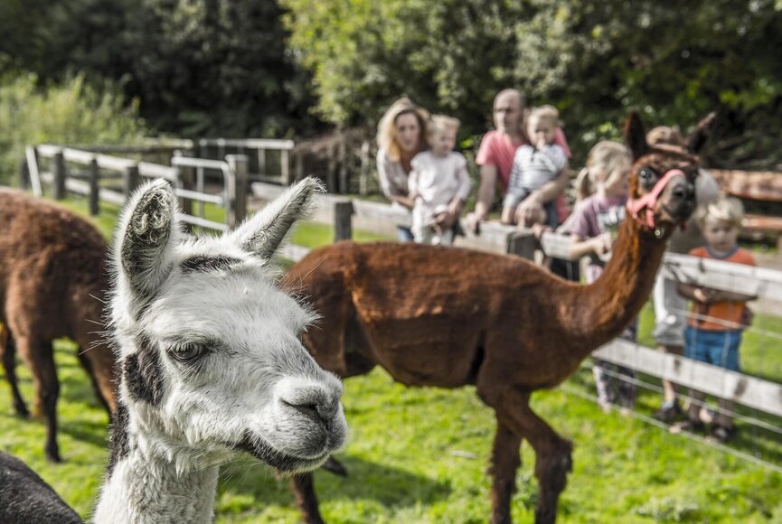 Alpakas im Westküstenpark