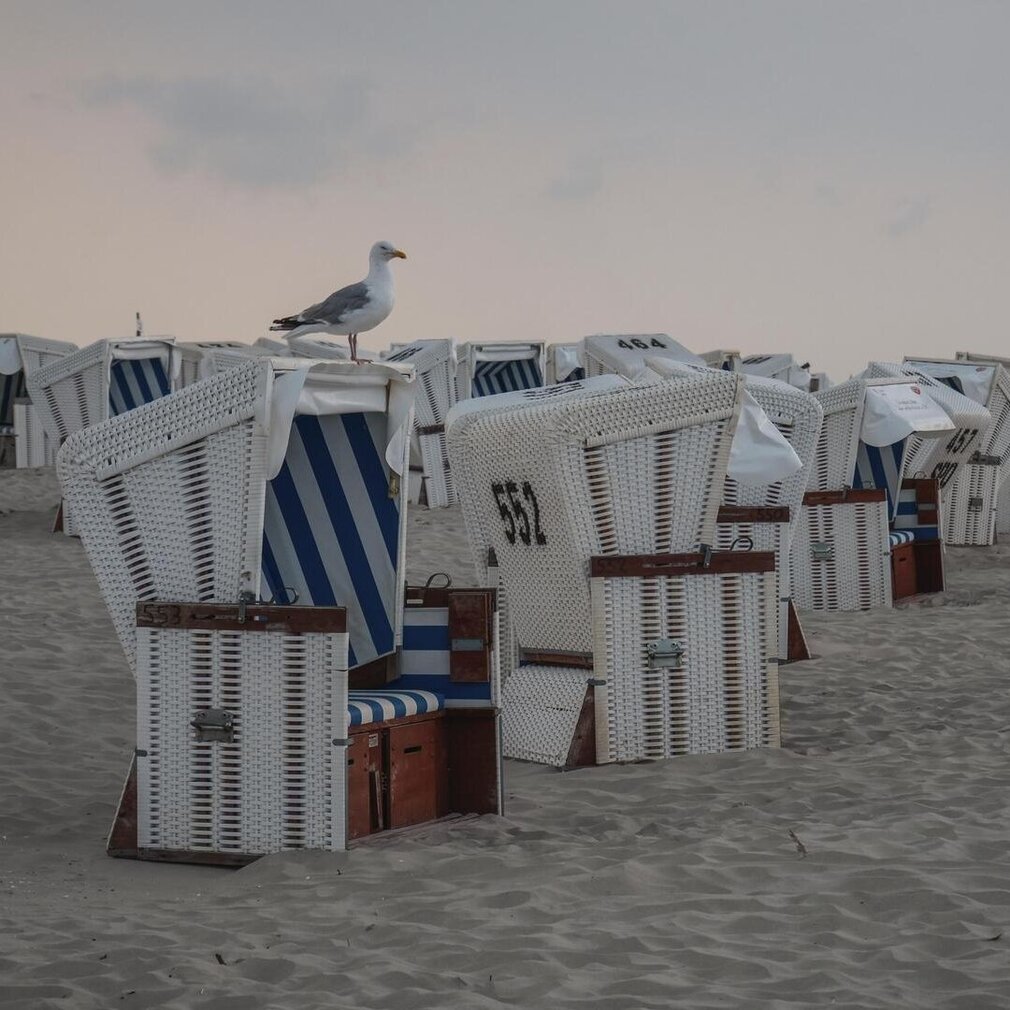 Eine Silbermöwe sitzt auf einem Strandkorb und schaut Richtung Meer