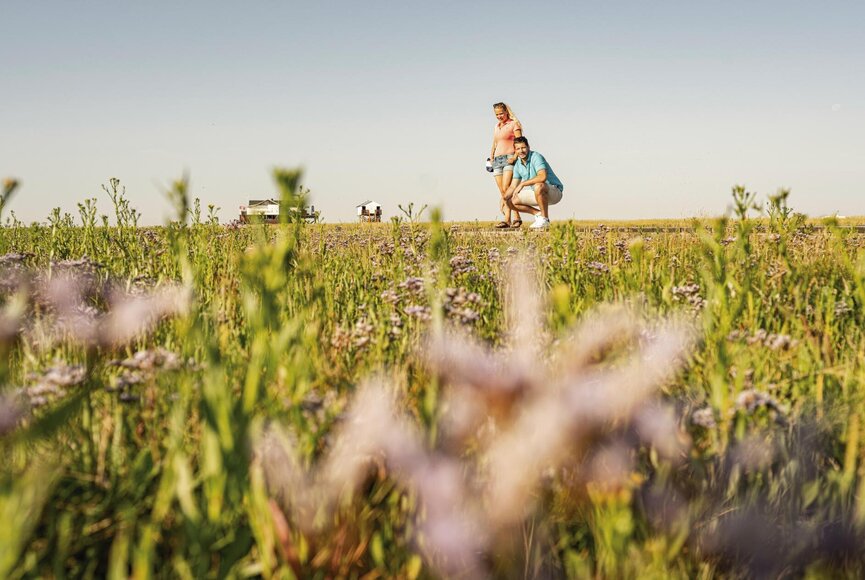 Strandflieder in den Salzwiesen