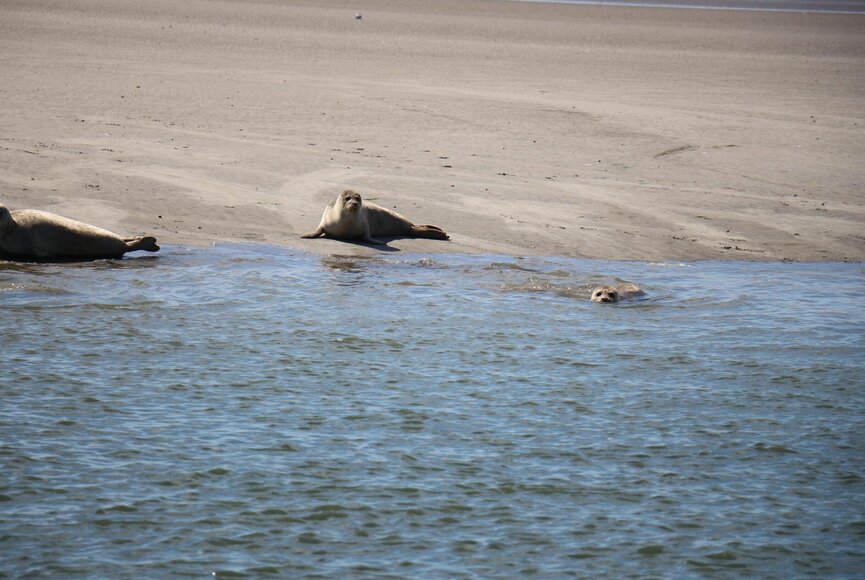 Seehunde auf Sandbank