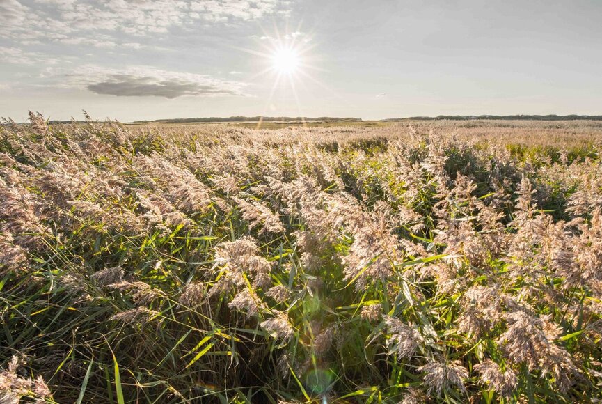 Salzwiesen bei Wind und Sonnenschein