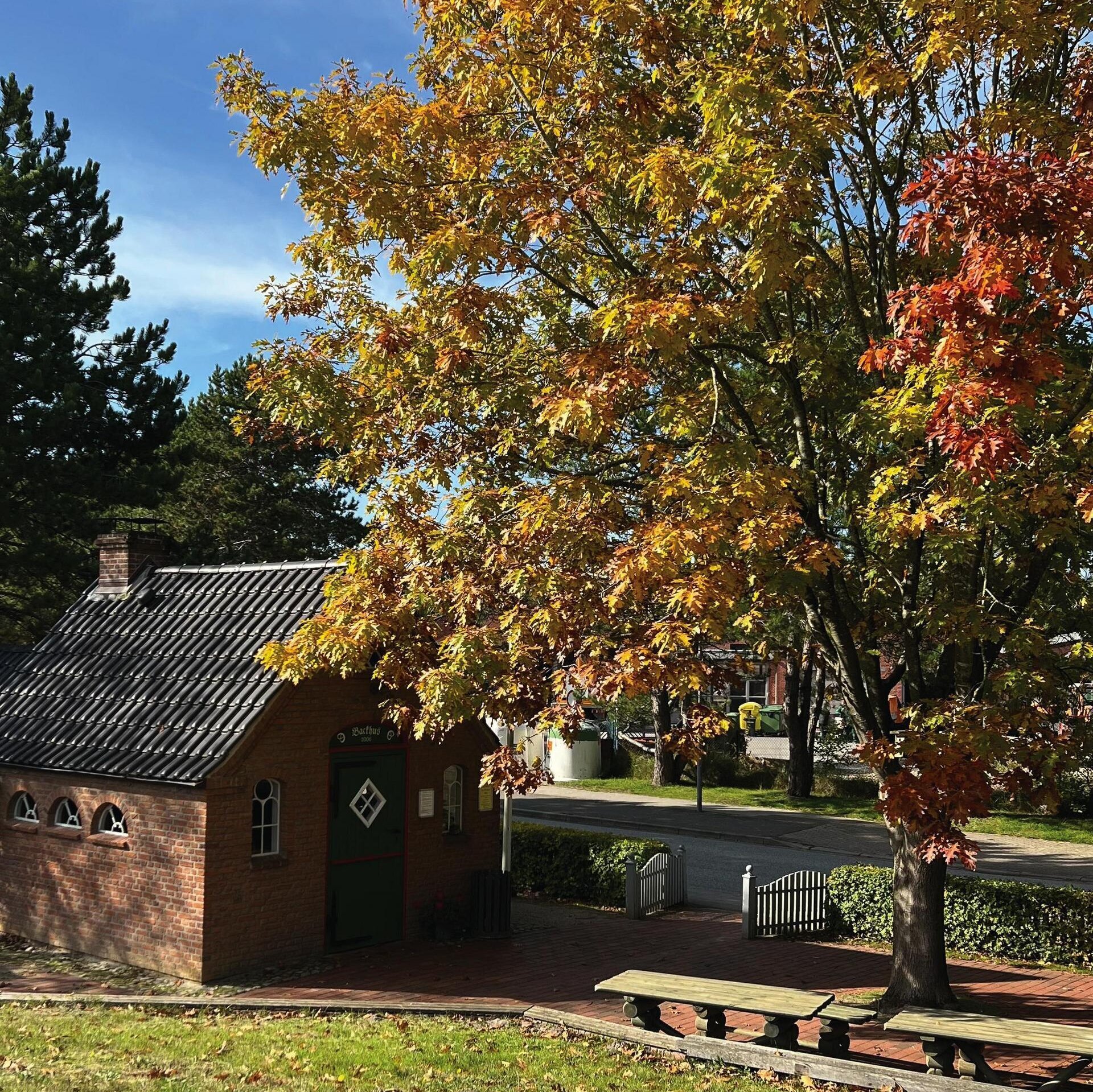 Blick auf die bunten Blätter eines Baumes an der historischen Insel