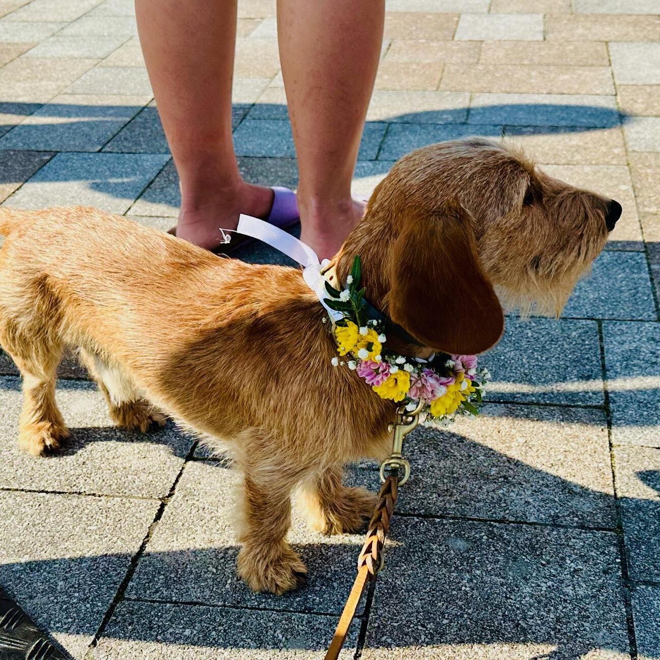 HÆDI Festival Hund Blumen