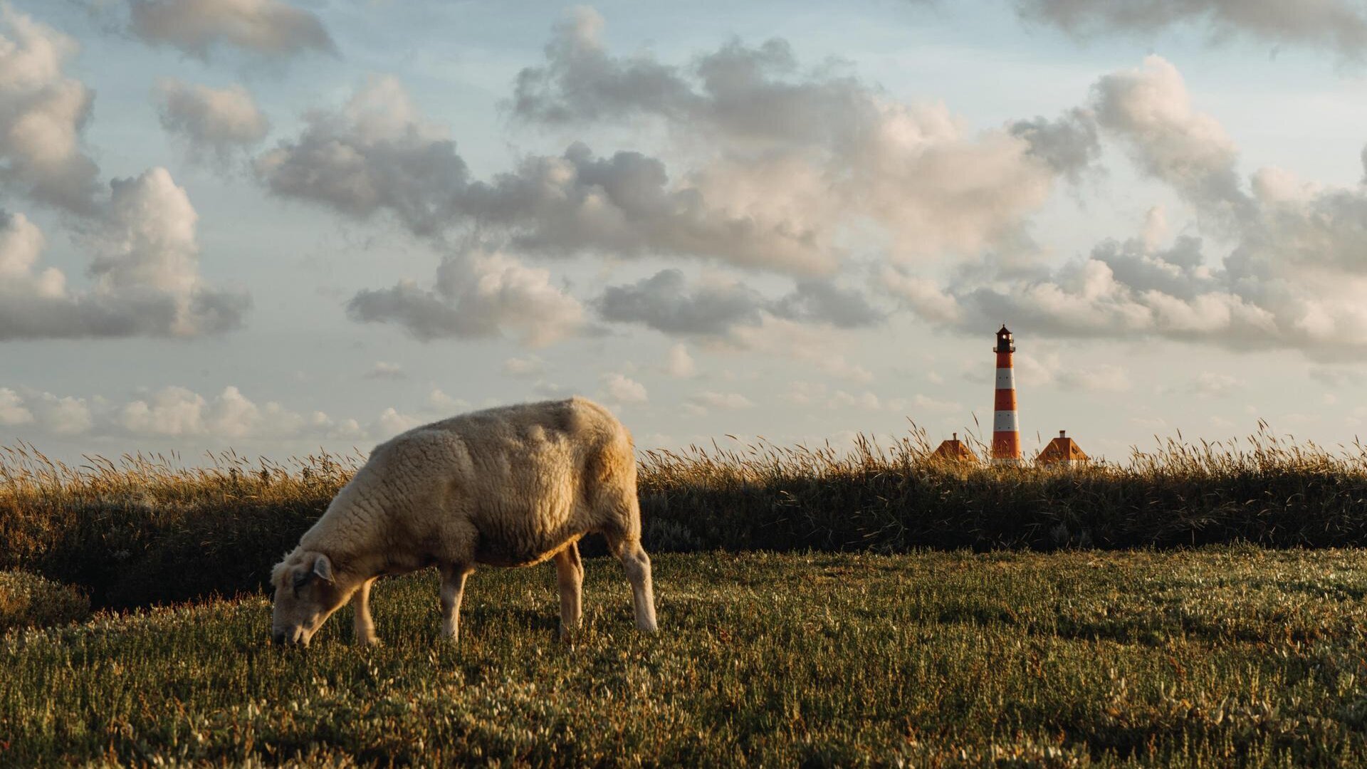 Schaf auf einer Wiese vor dem Westerhever Leuchtturm