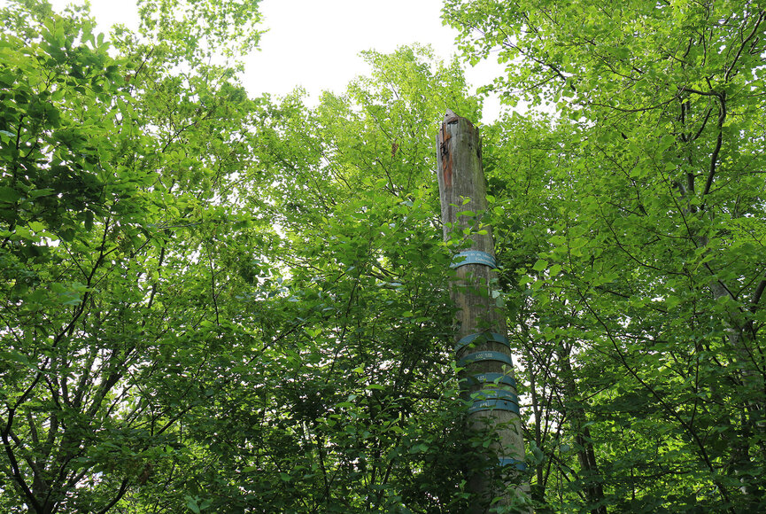 Waldlandschaft im Katinger Watt