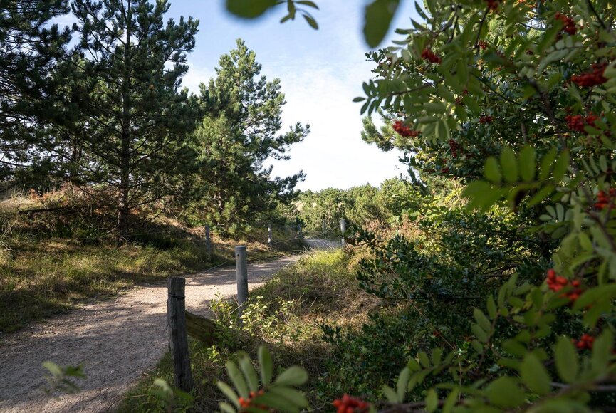 Spazierweg zwischen Dünen und Wäldern