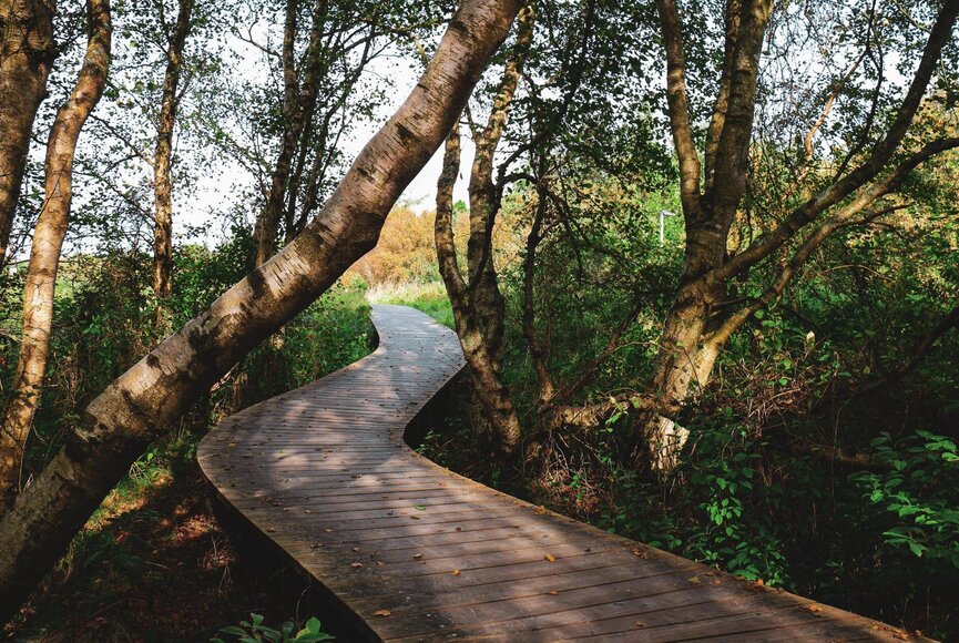 Naturpfad von Bäumen umgeben