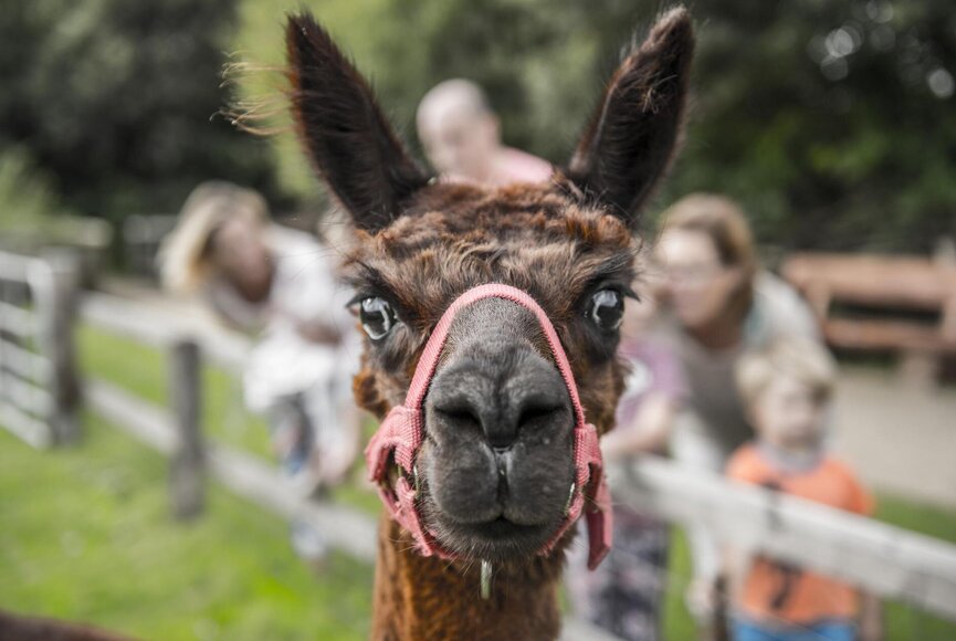 Alpaka im Westküstenpark 
