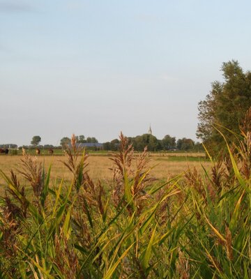 Wiese in Kotzenbüll