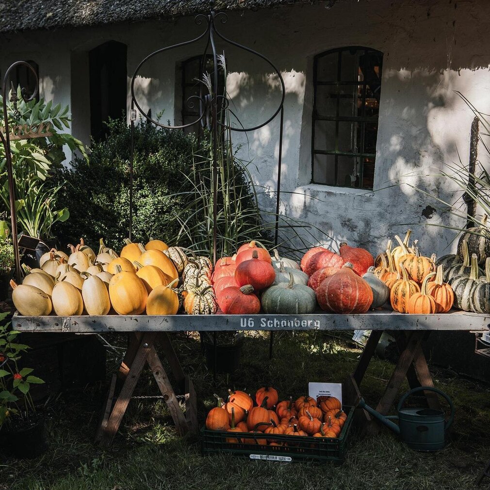 Kürbisse auf dem Hof des Landladen Kühls