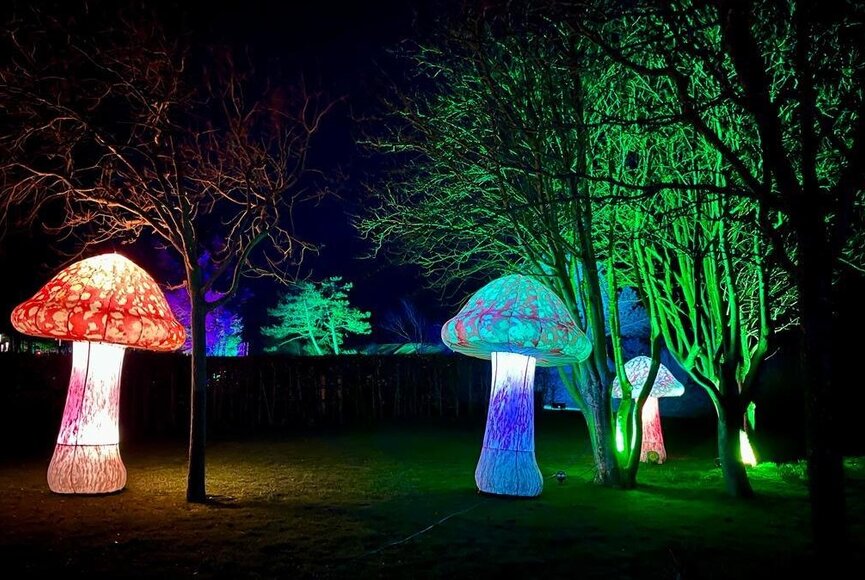 licht trifft Lyrik7leuchtende Pilze 