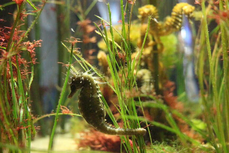 Seepferdchen im Aquarium