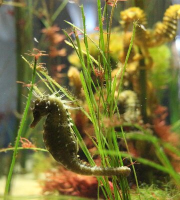 Seepferdchen im Aquarium