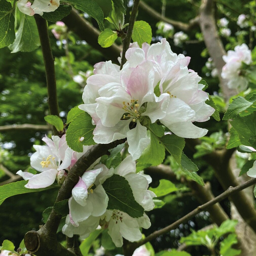Apfelblüten auf Eiderstedt