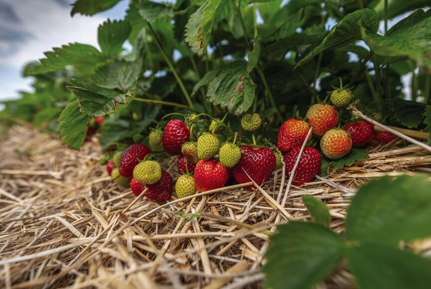 Erdbeeren auf dem Feld des Landladen Kühls