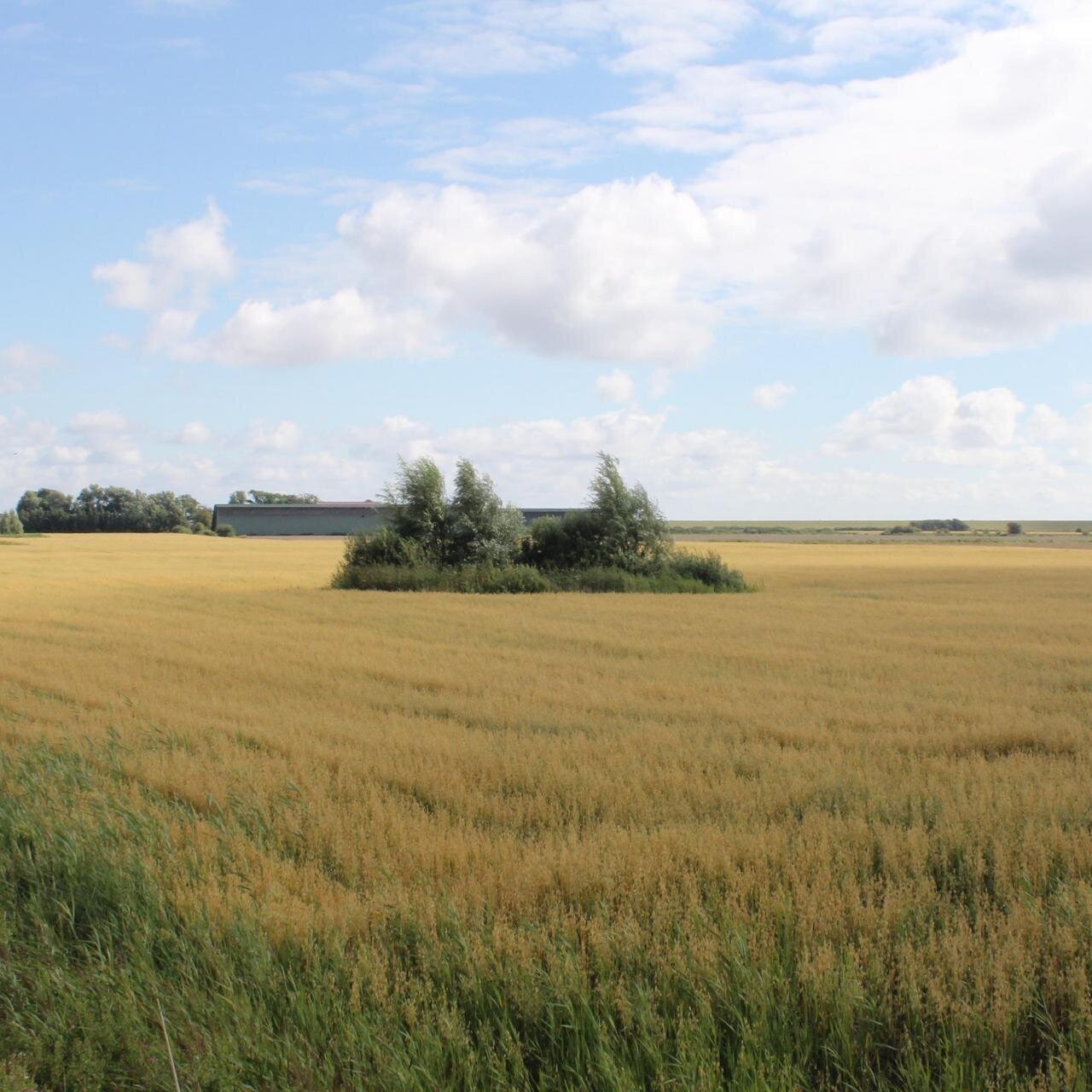 Blick auf Feld im Grothusenkoog