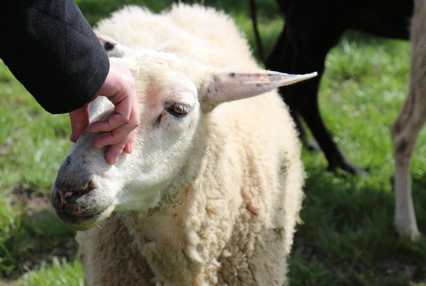 Schaf wird am Kopf gestreichelt