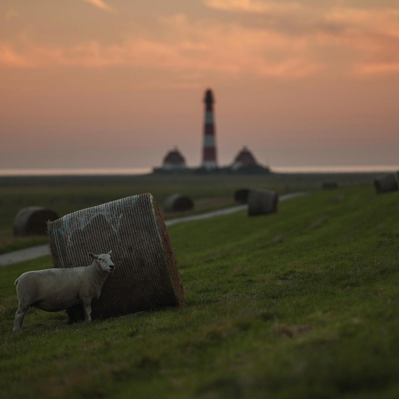 Schaf an einem Heuballen vor dem Westerhever Leuchtturm bei Abend
