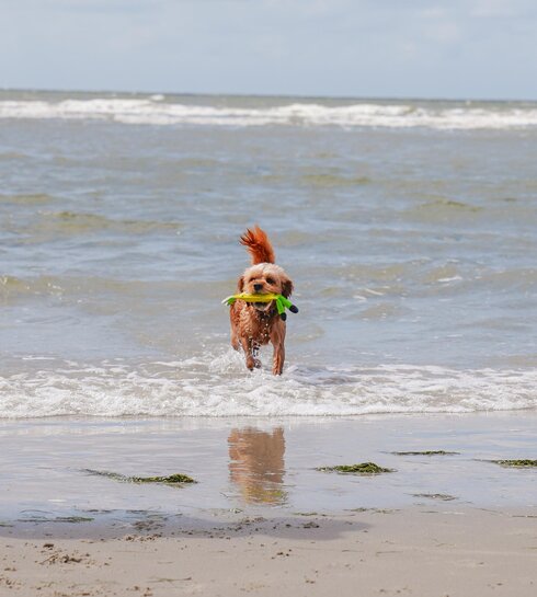 Hund spielt im Wasser
