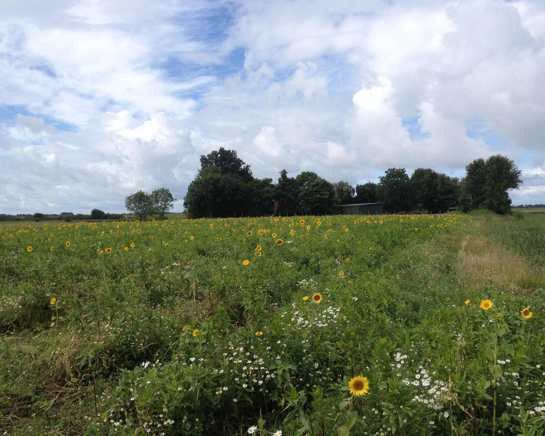 Norderfriedrichskoog