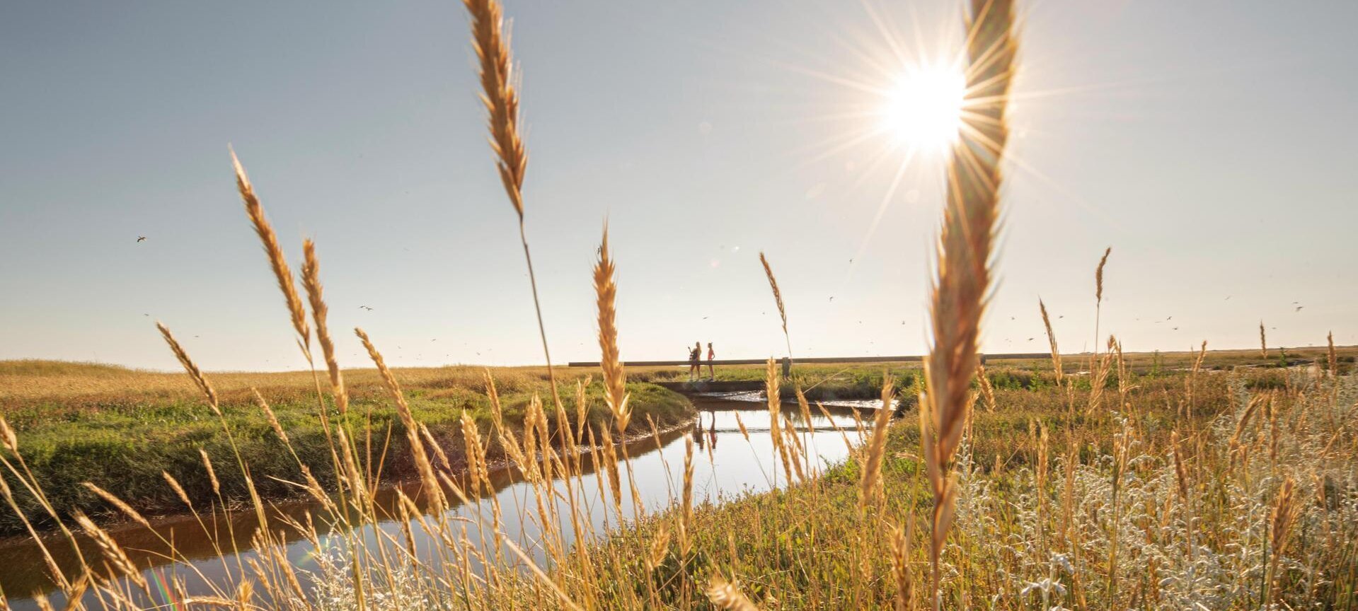 Salzwiesen mit vollem Priel und Sonne