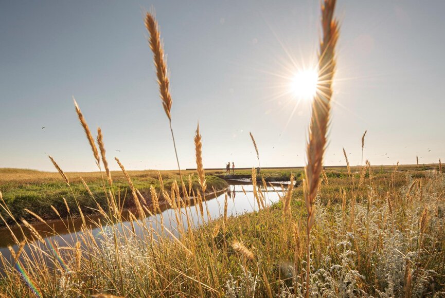Salzwiese mit gefülltem Priel und Sonne