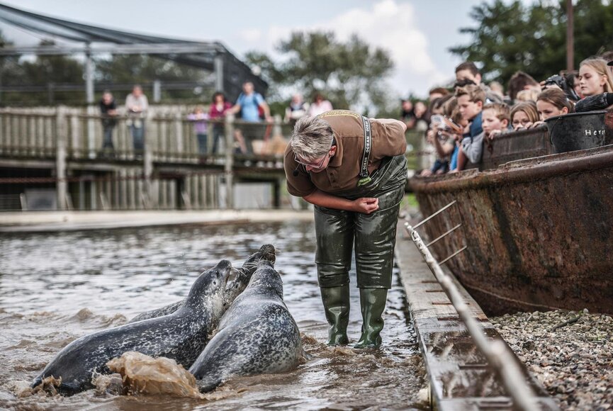Mitarbeiterin vom Westküstenpark bei der Robben-Fütterung mit Zuschauern