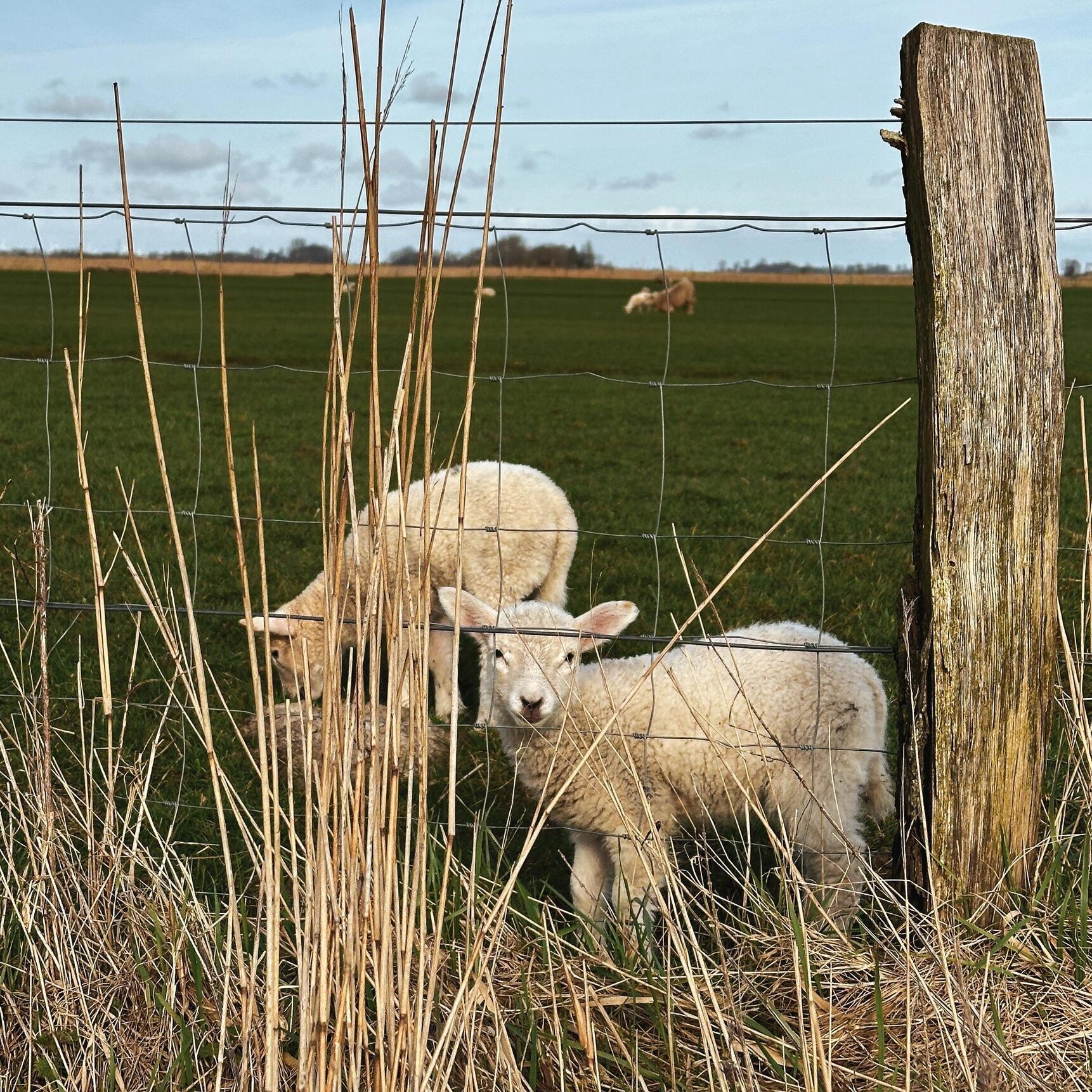 Kleines niedliches Lamm guckt in die Kamera