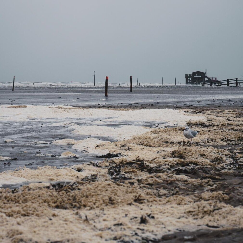 Möwe in der Gischt nach der Sturmflut