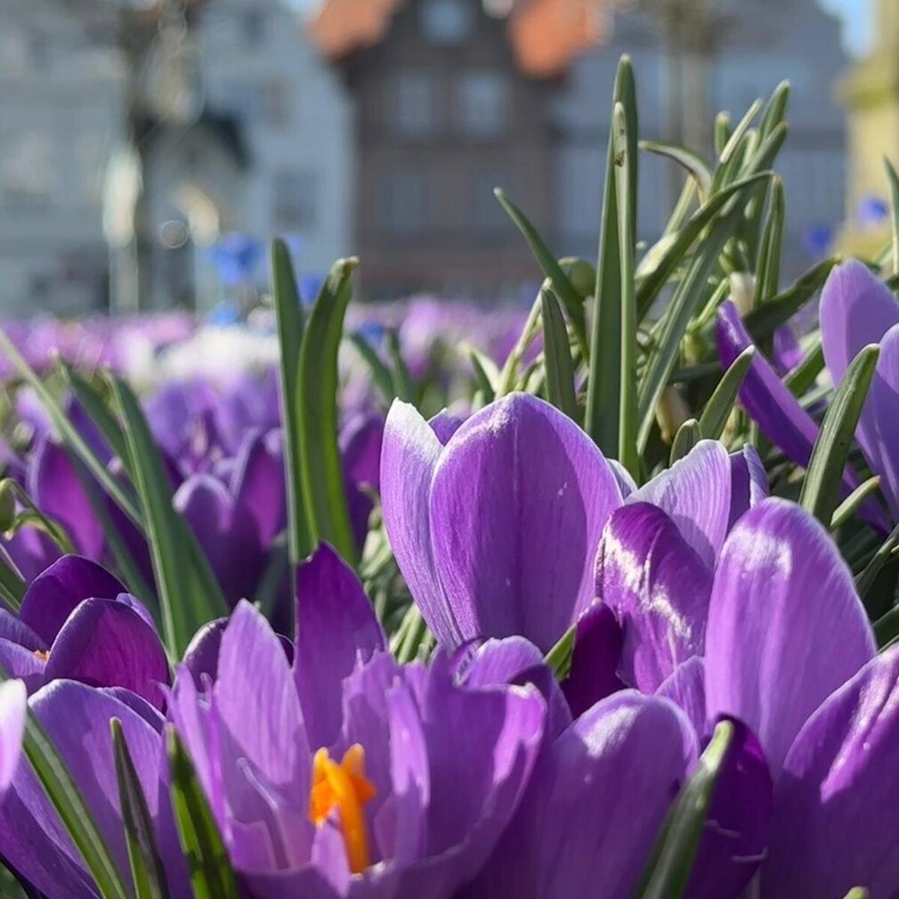 2023-Friedrichstadt-Krokusse-Innenstadt-Marktplatz Krokusblüten in Friedrichstadt