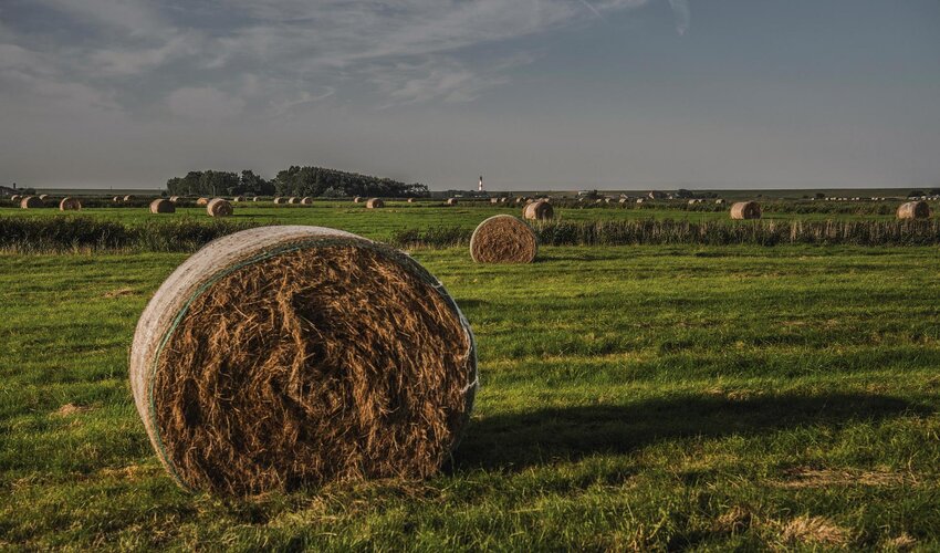 Heuballen auf einer Fenne