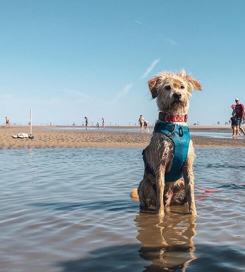 Hund sitzt am Strand