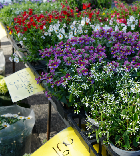 Various colorful flowers at the weekly market