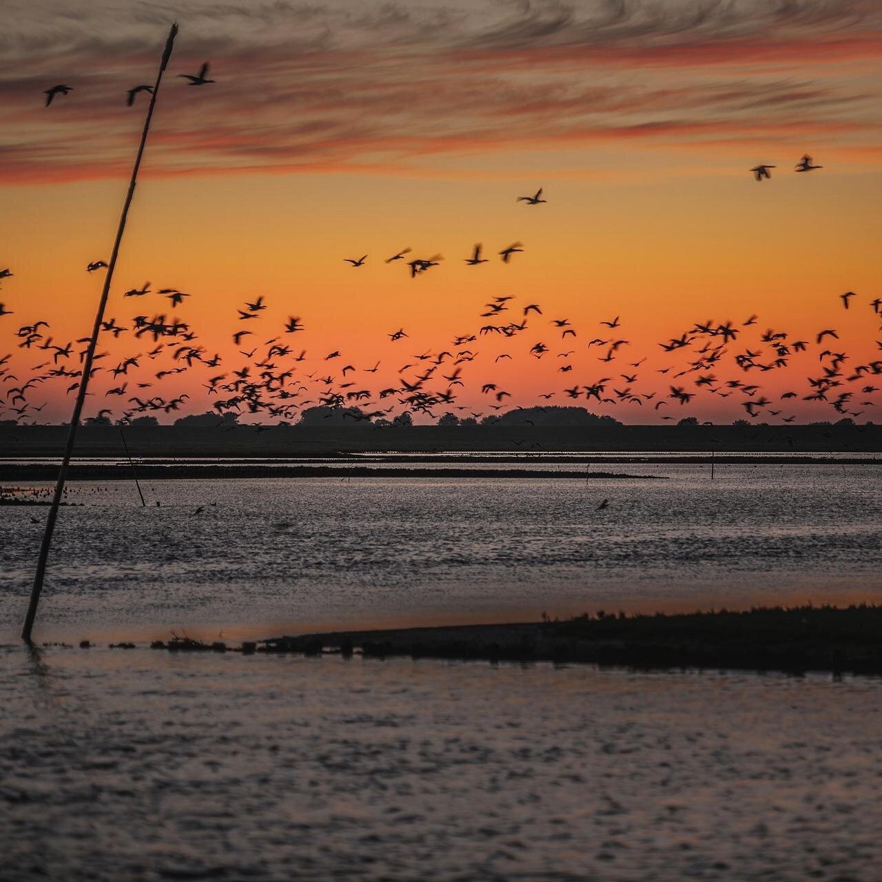 Vogelzug bei Sonnenuntergang im Tümlauer Koog