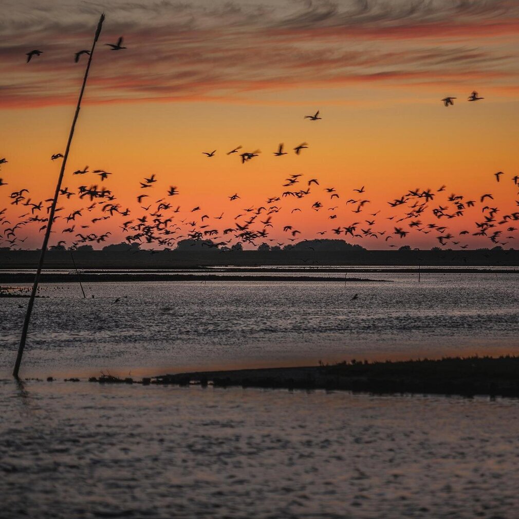 Vögel fliegen im Sonnenuntergang