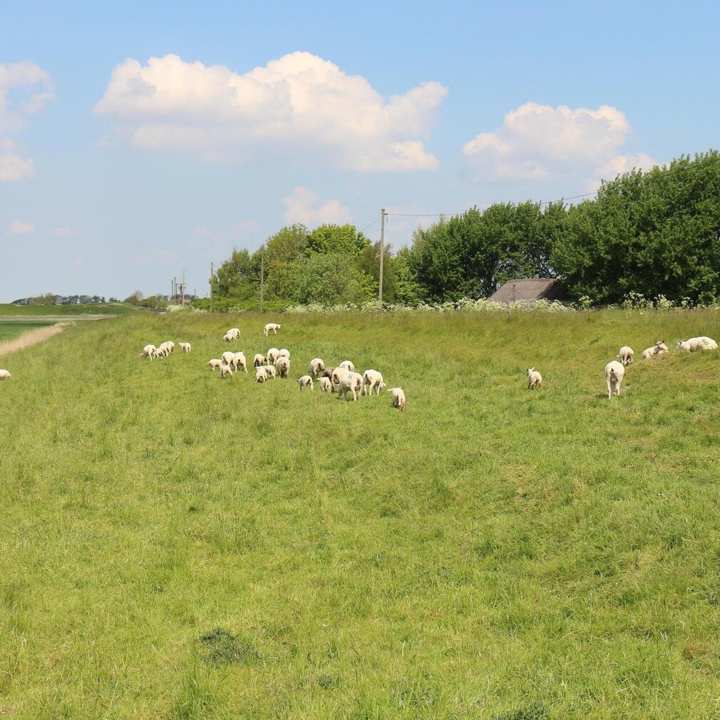 Schafherde am Deich von Norderfriedrichskoog
