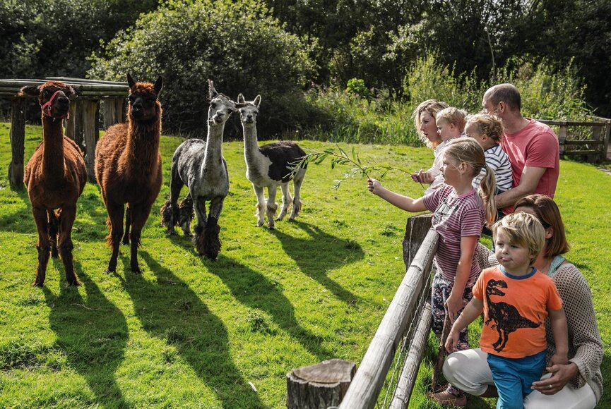 Familie im Westküstenpark bei den Lamas
