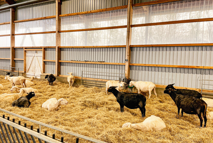Schafe im Stall der Friesische Schafskäserei 