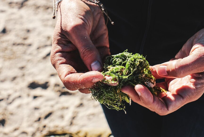 Person mit Algen in den Händen