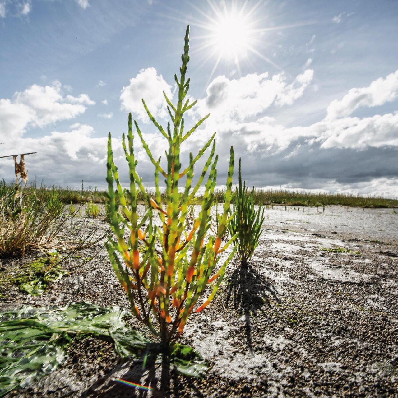 Queller am Strand bei Sonne