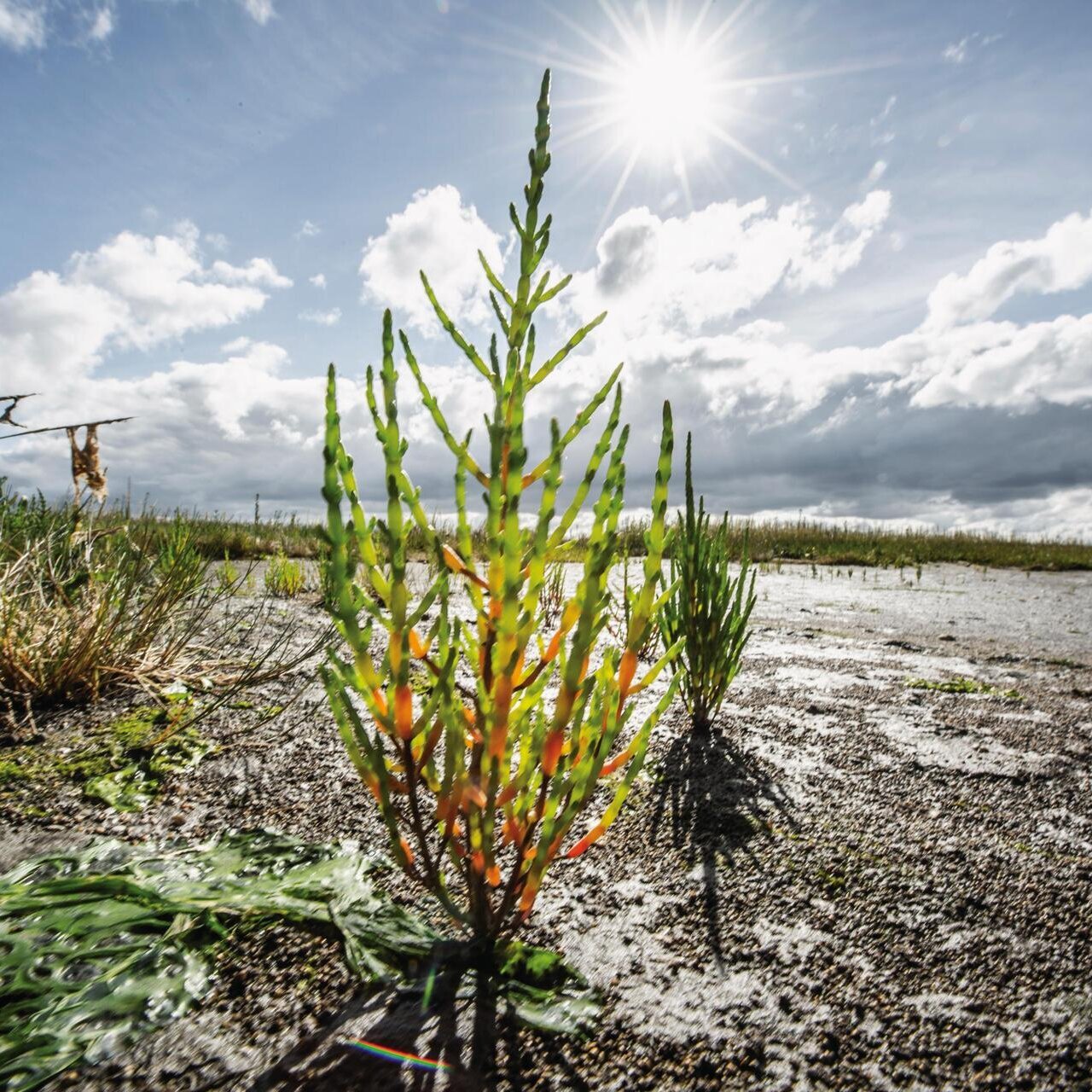Queller am Südstrand bei Sonnenschein