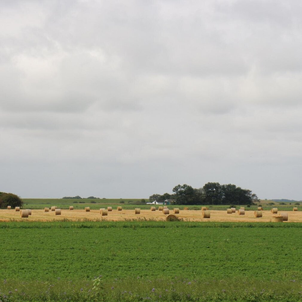 Blick auf eine Fenne im Grothusenkog