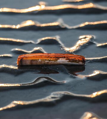 Muschel im Watt bei Sonnenschein