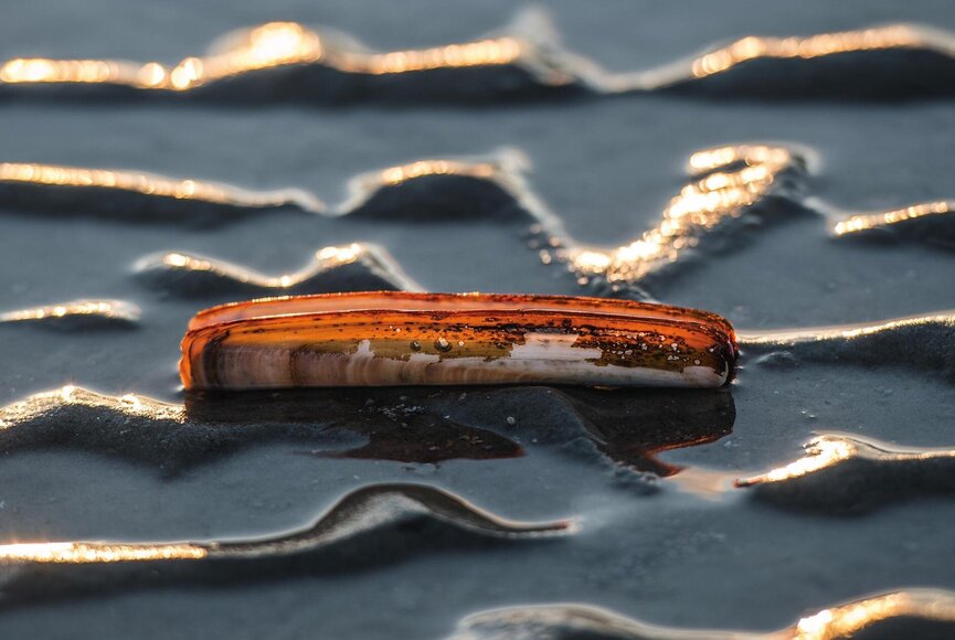 Muschel im Watt bei Sonnenlicht